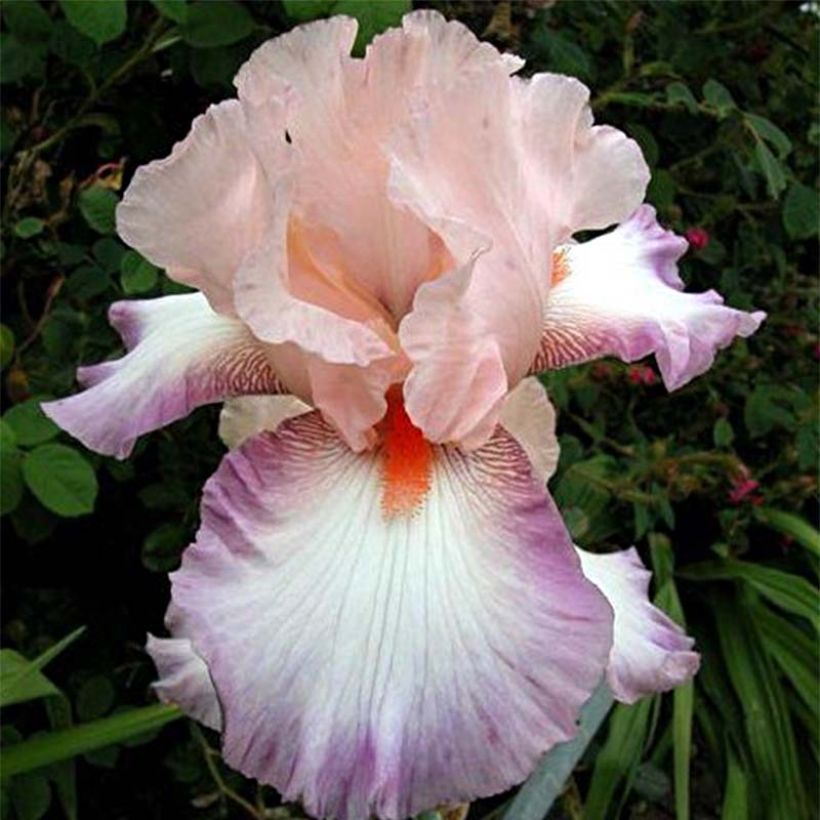 Iris germanica Poésie (Floración)