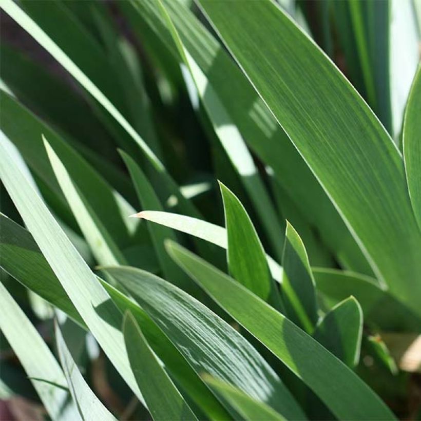 Iris germanica Provençal (Follaje)