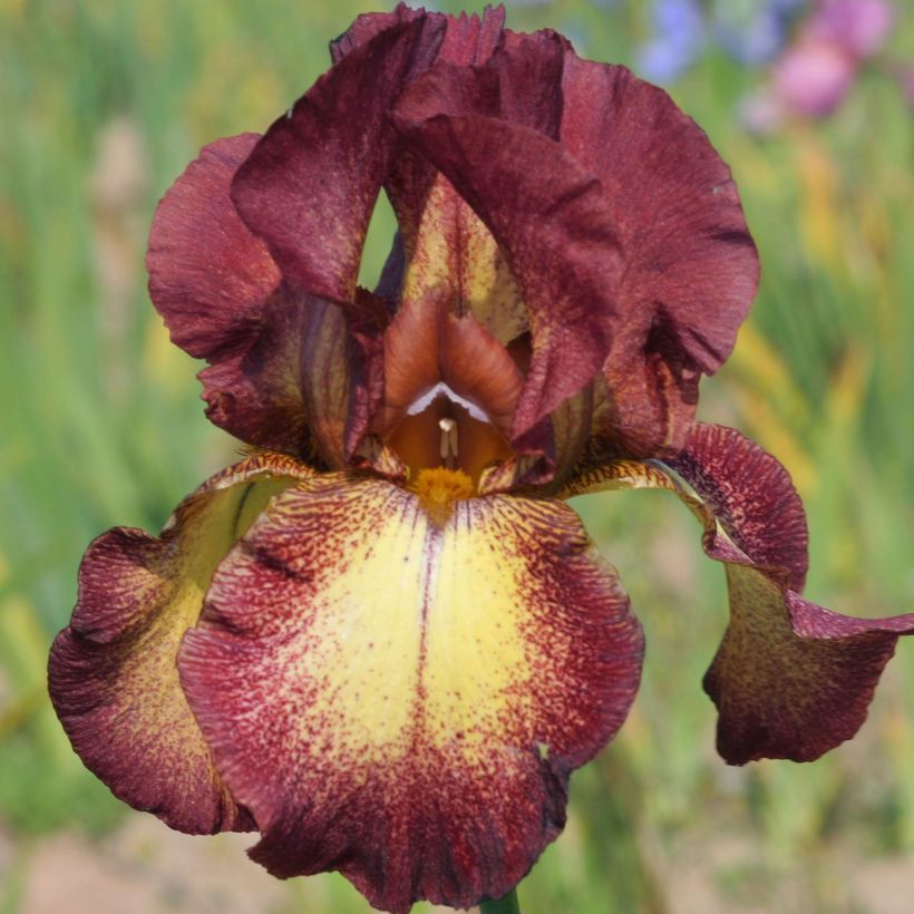 Iris germanica Provençal (Floración)