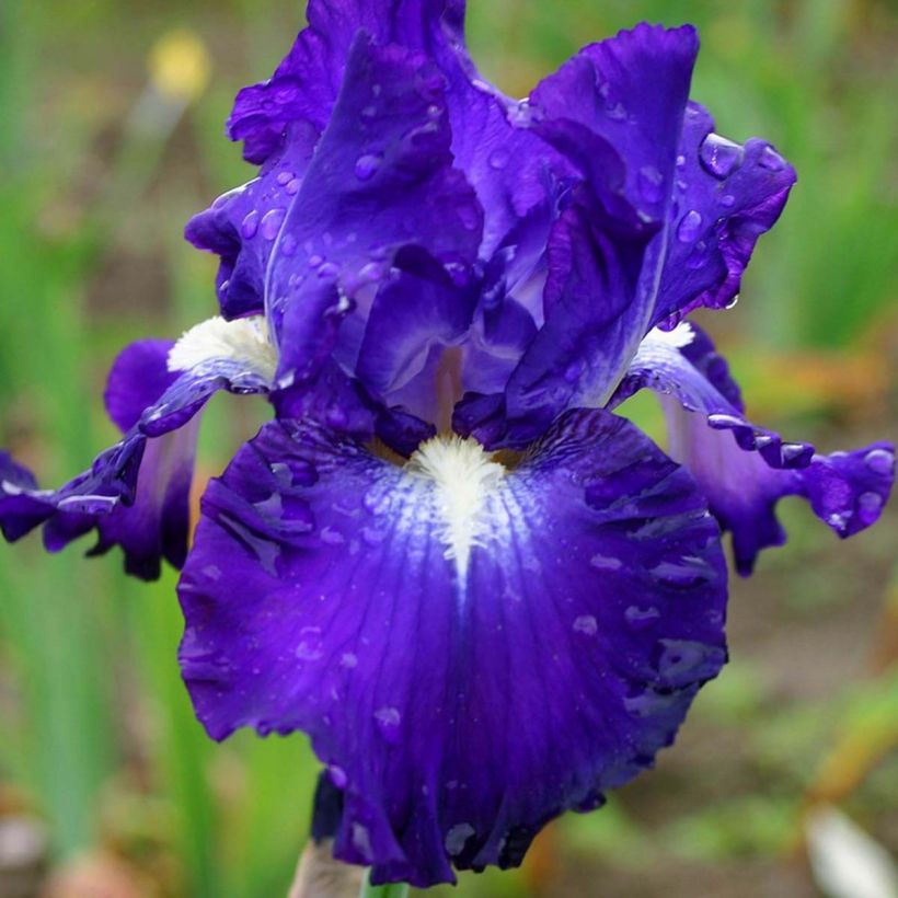 Iris germanica Spot (Floración)