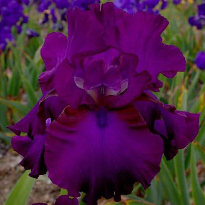 Iris germanica Gipsy Romance (Floración)