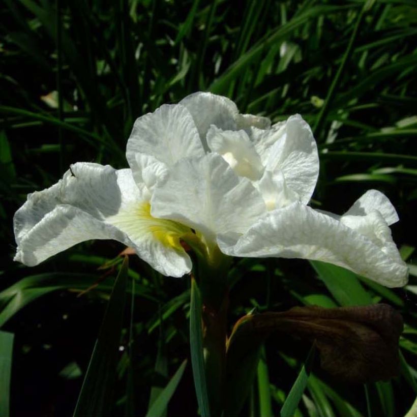 Lirio de Siberia Harpswell Happiness - Iris sibirica (Floración)