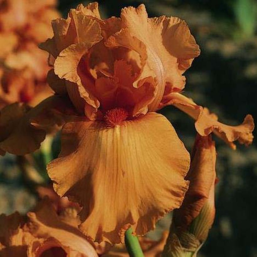 Iris germanica Orange Embers (Floración)