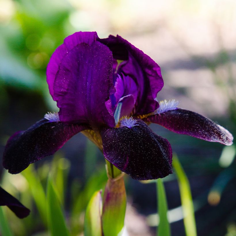 Iris pigmeo​ Jewel Baby - Iris pumila (Floración)