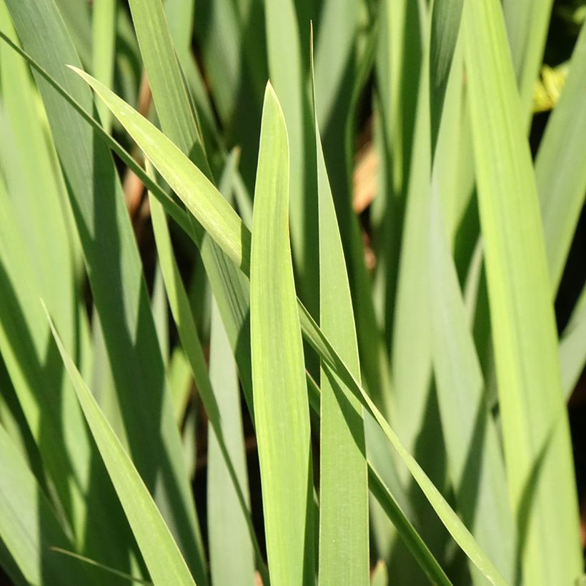 Lirio de Siberia Bundle of Joy - Iris sibirica (Follaje)