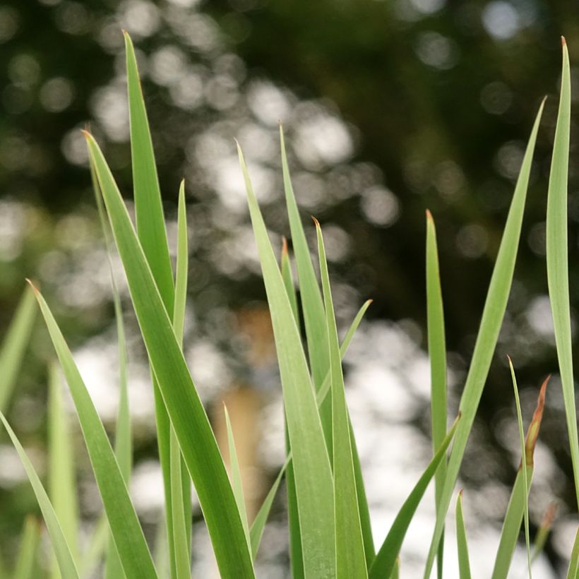 Lirio de Siberia Imperial Opal - Iris sibirica (Follaje)