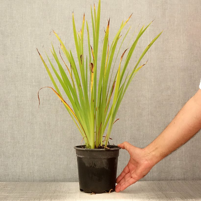 Ejemplar de Iris sibirica Purplelicious - Iris de Sibérie - Pot de 2L/3L entregado en verano