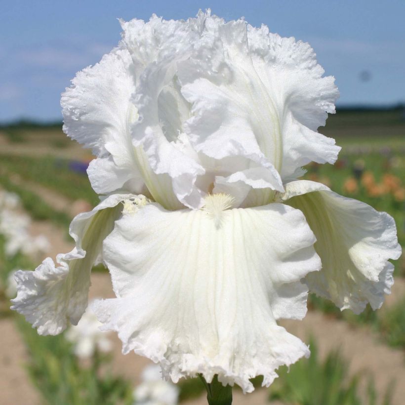 Iris germanica Laced Cotton (Floración)