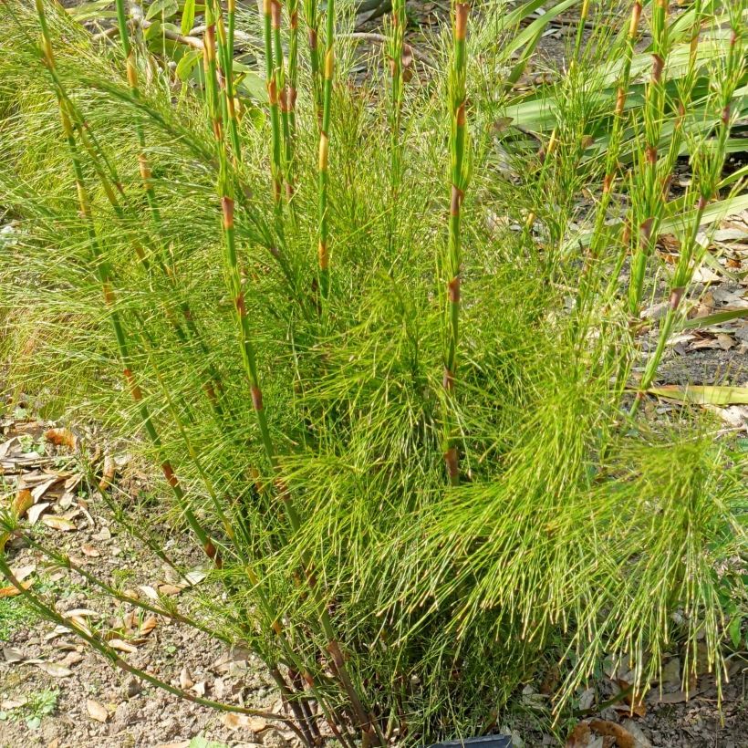 Ischyrolepis subverticillata (Follaje)