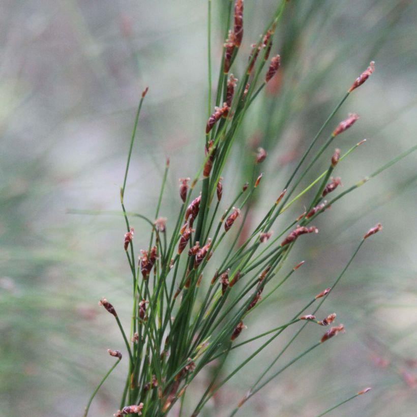 Ischyrolepis subverticillata (Floración)