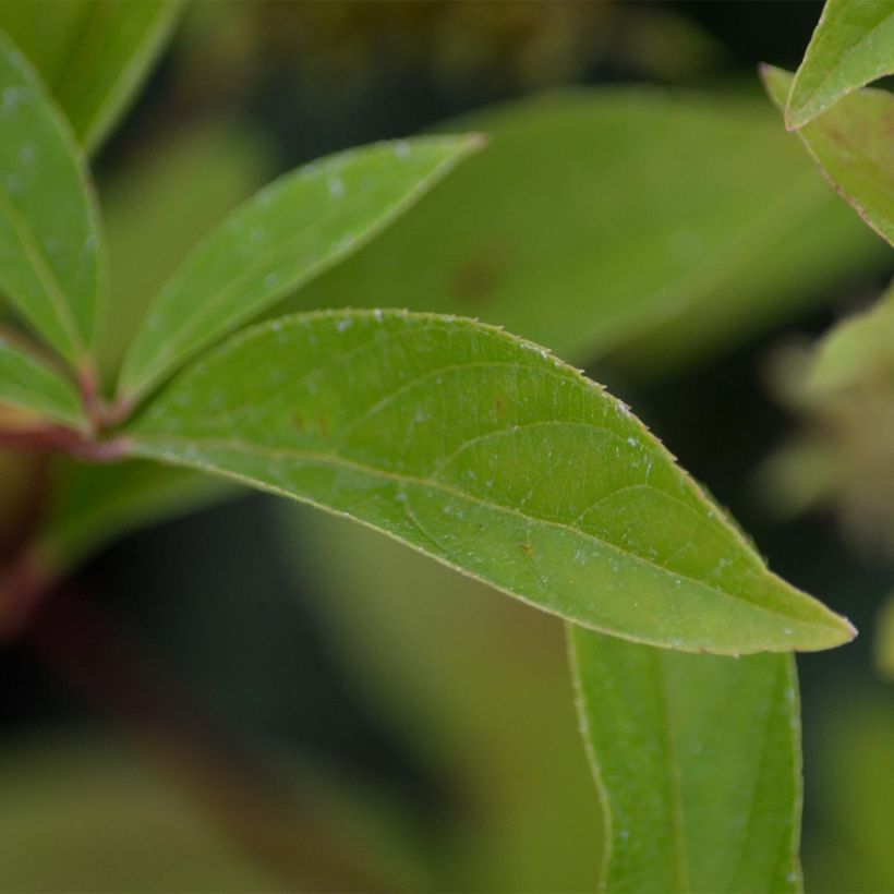 Itea virginica Henry's Garnet (Follaje)