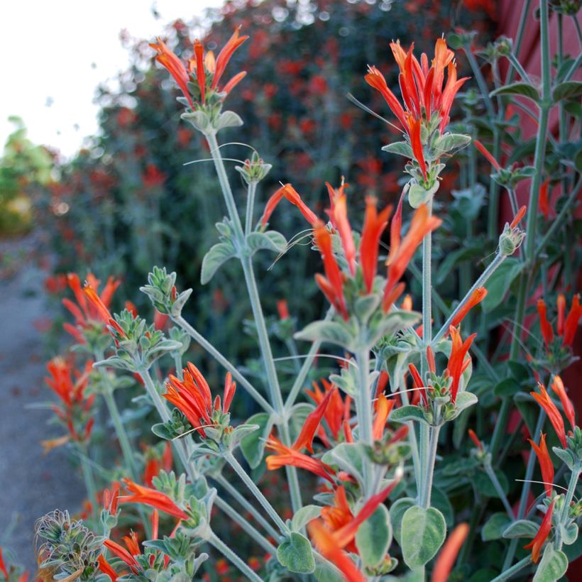 Dicliptera squarrosa - Pega-pega (Floración)