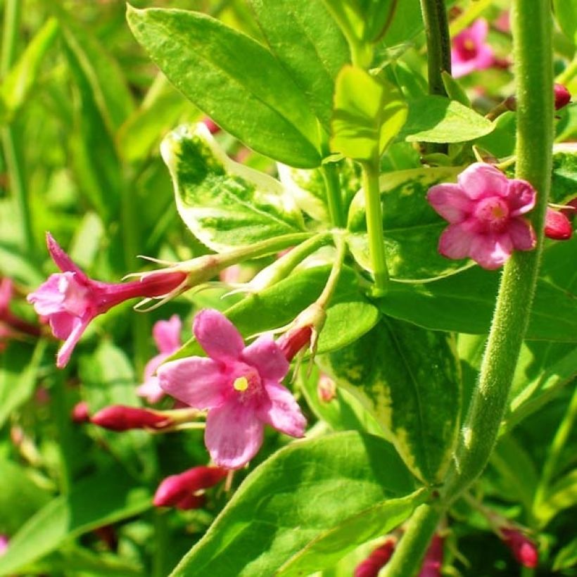 Jazmín rojo - Jasminum beesianum (Floración)