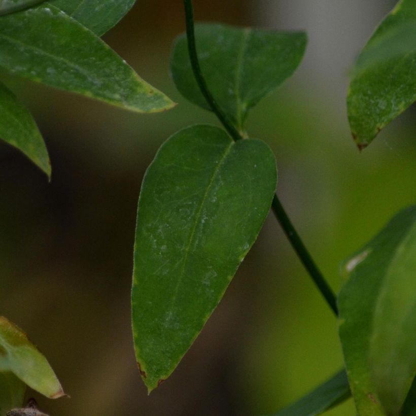 Jazmín rojo - Jasminum beesianum (Follaje)