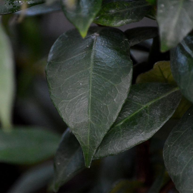 Jazmín de leche - Trachelospermum jasminoides (Follaje)