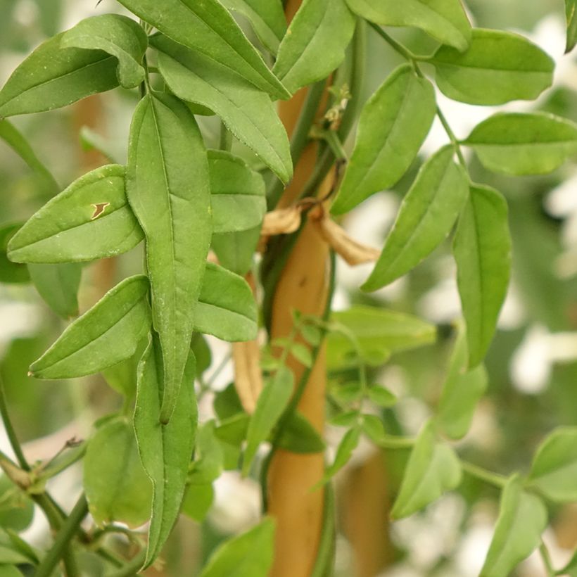 Jazmín chino - Jasminum polyanthum (Follaje)