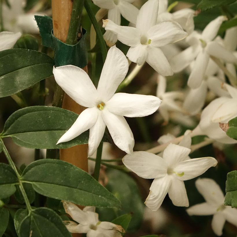 Jazmín chino - Jasminum polyanthum (Floración)