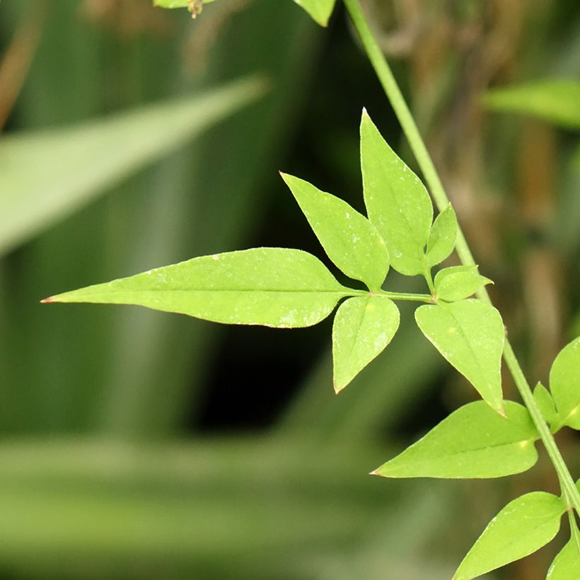 Jazmín común Affinis - Jasminum officinalis (Follaje)