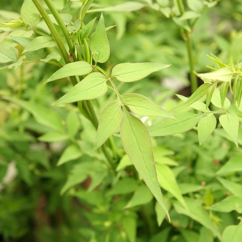 Jazmín común Affinis - Jasminum officinalis (Follaje)