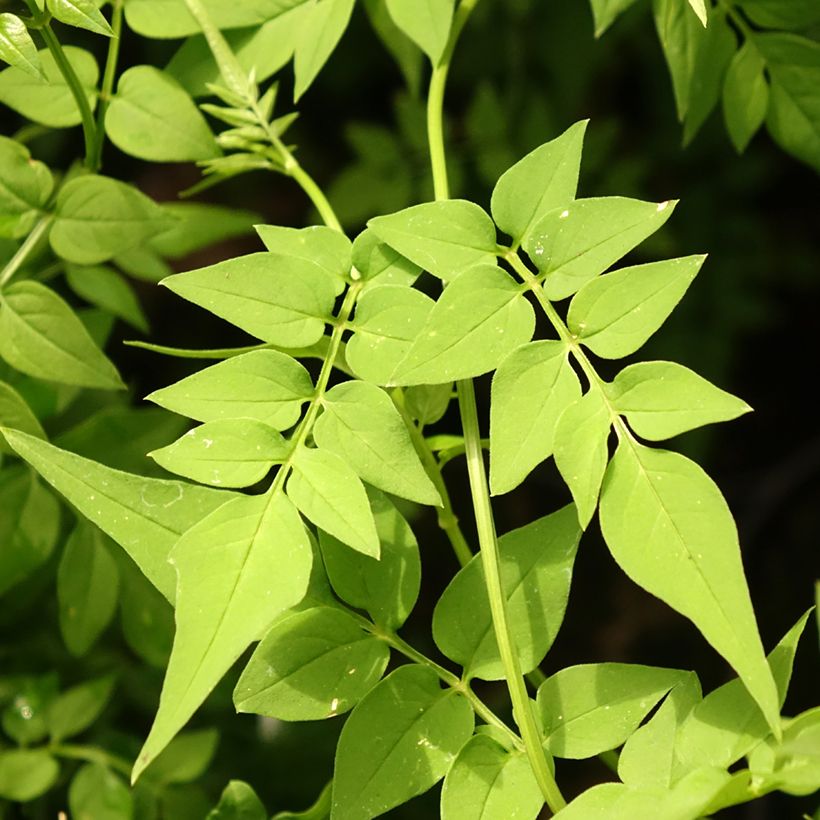 Jazmín común Clotted Cream - Jasminum officinale (Follaje)