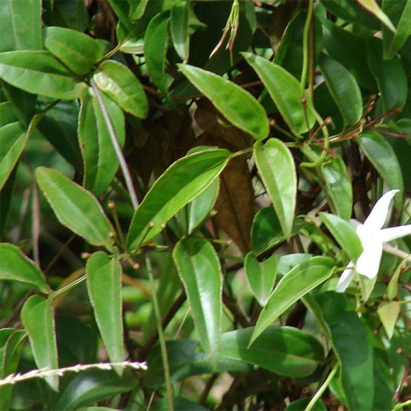 Jazmín chino - Jasminum polyanthum (Floración)