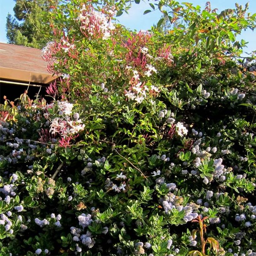 Jazmín chino - Jasminum polyanthum (Porte)