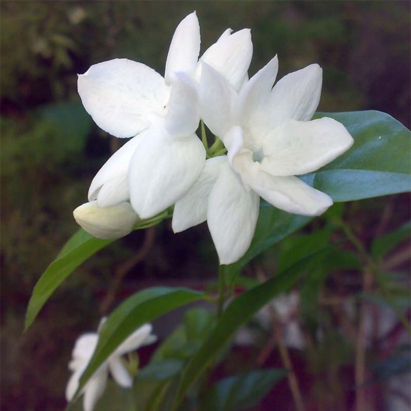 Jazmín de Arabia - Jasminum sambac (Floración)