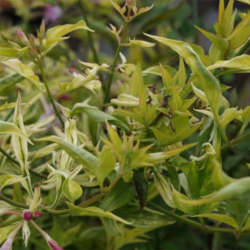 Jasminum stephanense - Jazmín (Follaje)