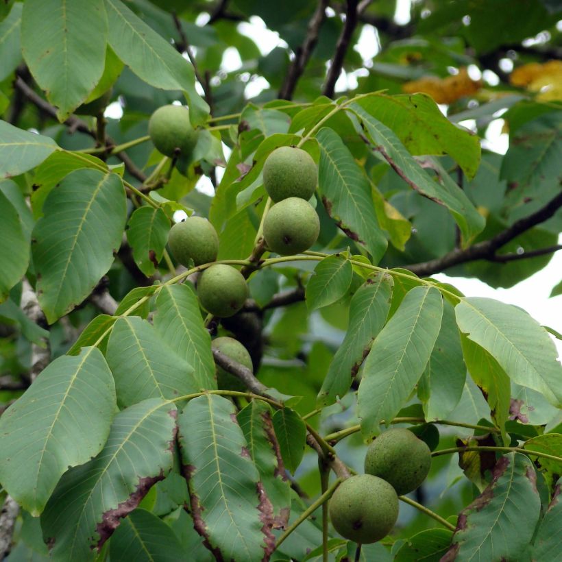 Nogal común Fernor (Cosecha)