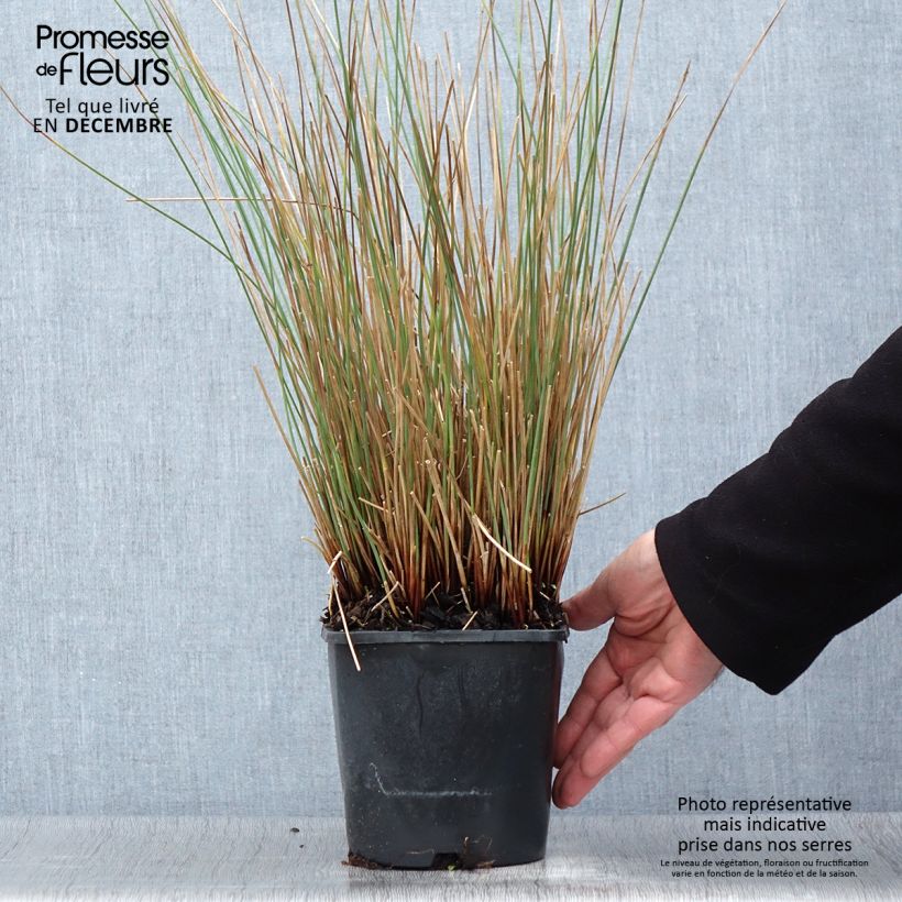 Ejemplar de Juncus inflexus Blue Arrows - Jonc glauque Pot de 2L/3L entregado en otoño