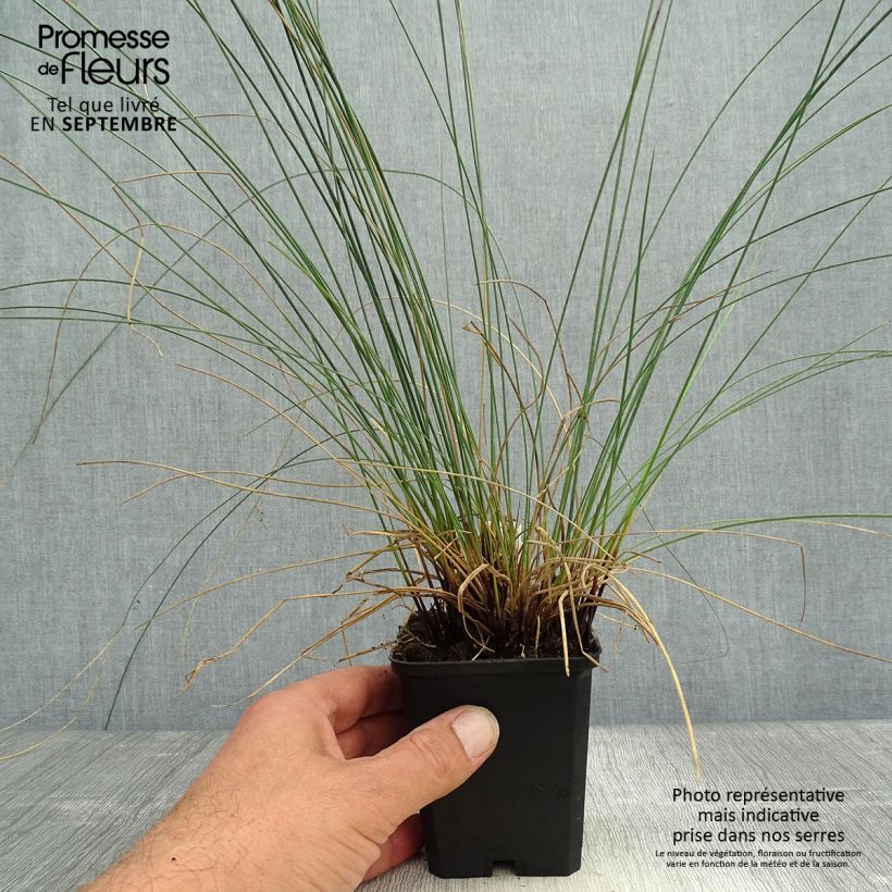 Ejemplar de Juncus inflexus - Jonc des jardiniers en godet de 9 cm entregado en otoño