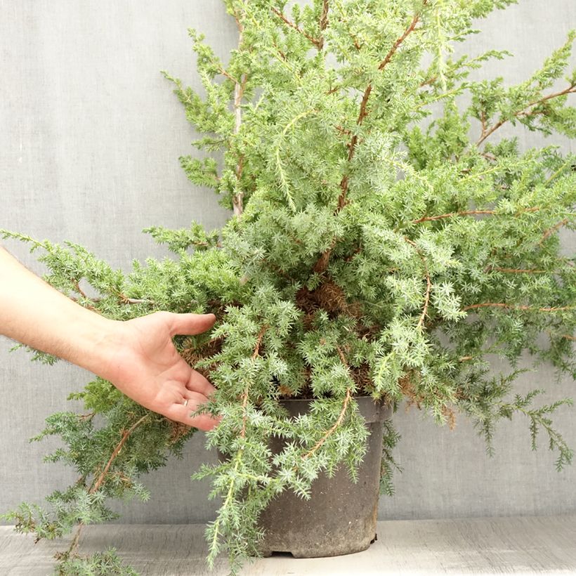 Ejemplar de Juniperus chinensis Blue Alps - Enebro de la China Maceta 7,5L/10LAltura de entrega aprox. 50/60cm entregado en verano