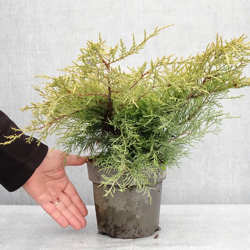 Juniperus pfitzeriana Golden Saucer - Enebro híbrido Maceta 2L/3L Ejemplar entregado en invierno