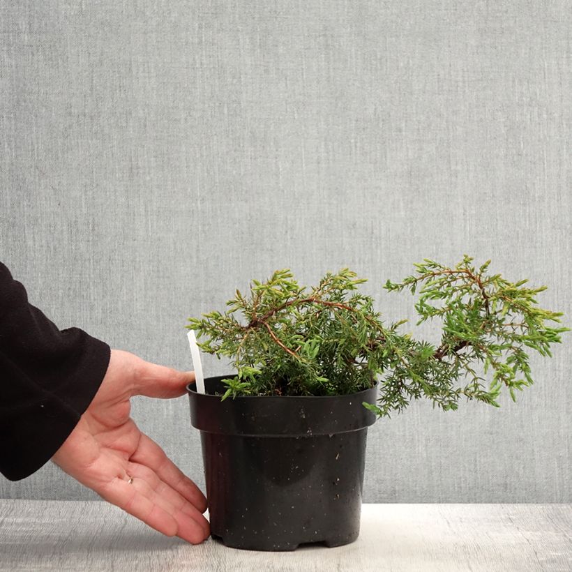 Juniperus communis Hornibrookii - Enebro común Ejemplar entregado en la primavera