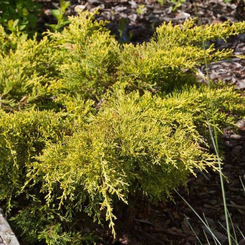 Juniperus pfitzeriana Goldkissen - Enebro híbrido (Follaje)