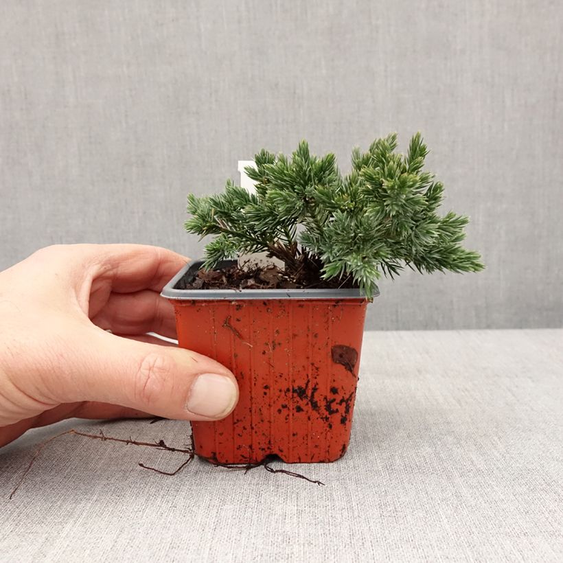 Juniperus squamata Blue Star - Enebro escamoso Maceta de 8/9 cm Ejemplar entregado en invierno