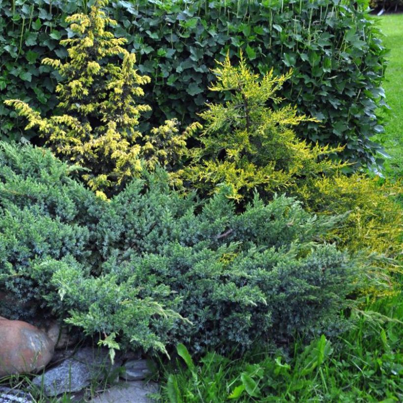 Juniperus squamata Blue Swede - Enebro escamoso (Porte)