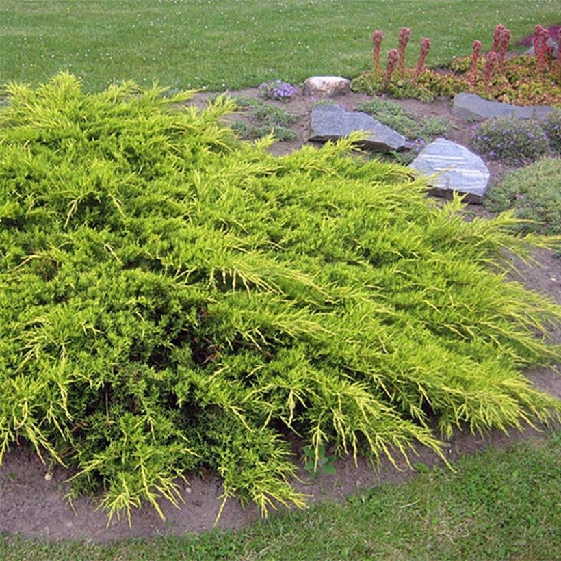 Juniperus media Pfitzeriana Aurea - Enebro híbrido (Porte)