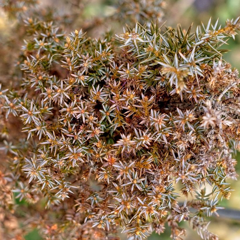 Juniperus communis Hibernica - Enebro común (Follaje)