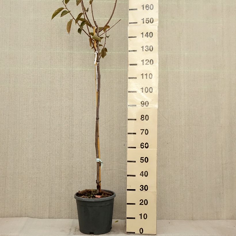 Ejemplar de Diospyros kaki Fuyu - Plaqueminier - Kaki pomme Pot de 7,5L/10L, Demi-TigeHauteur livrée env. 150/+cm entregado en otoño