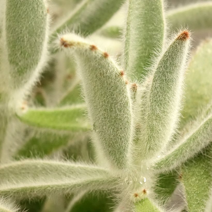 Kalanchoe tomentosa (Follaje)