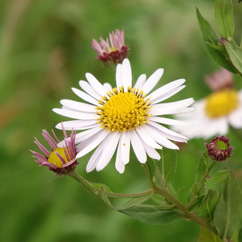 Kalimeris incisa Madiva - Aster japonés (Floración)