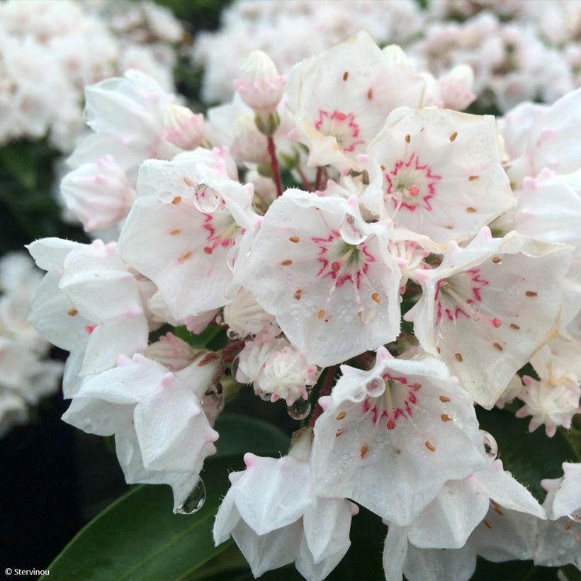 Kalmia latifolia Zebulon (Floración)