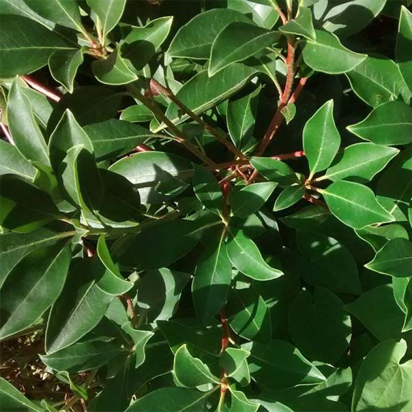 Kalmia latifolia Freckles (Follaje)