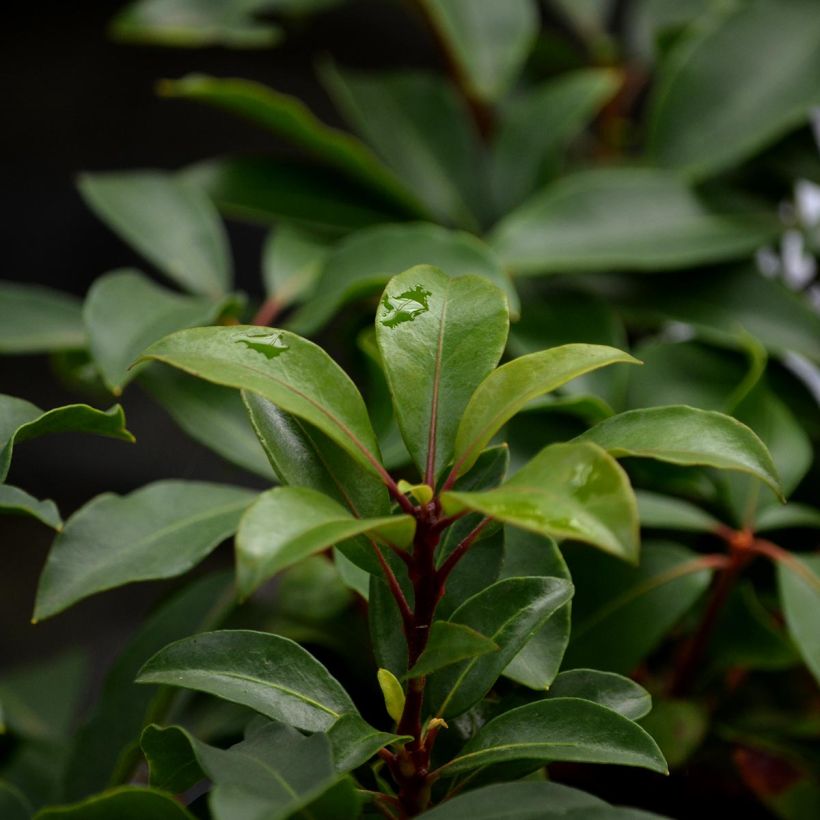 Kalmia latifolia Heart's Desire (Follaje)