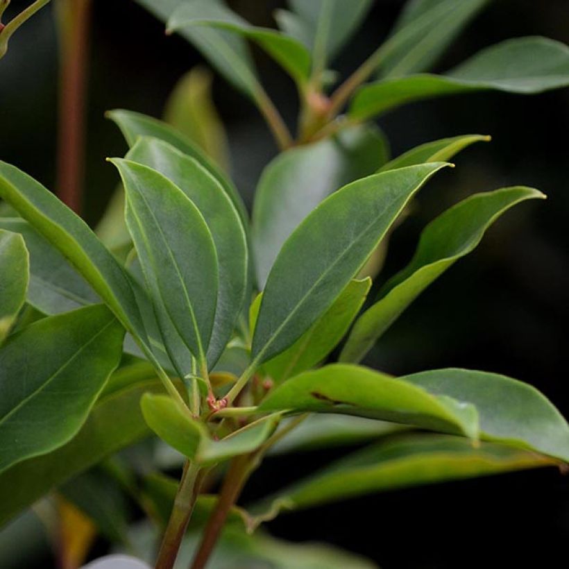 Kalmia latifolia Latchmin (Follaje)