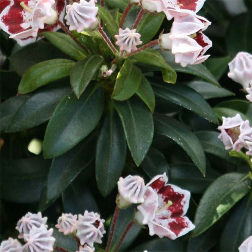 Kalmia latifolia Minuet (Follaje)