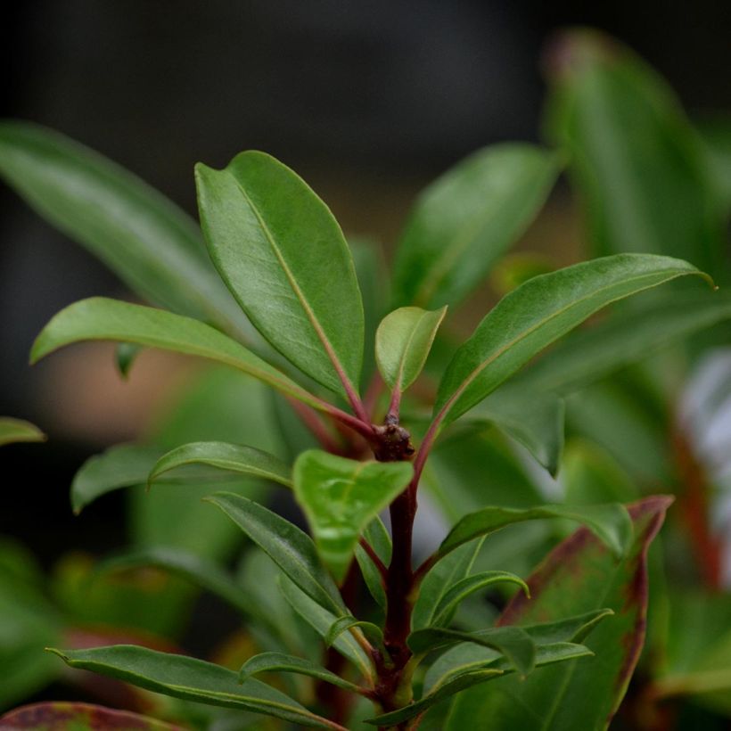 Kalmia latifolia Pinkobello (Follaje)