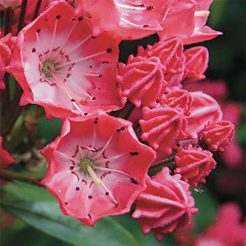 Kalmia latifolia Pinkobello (Floración)