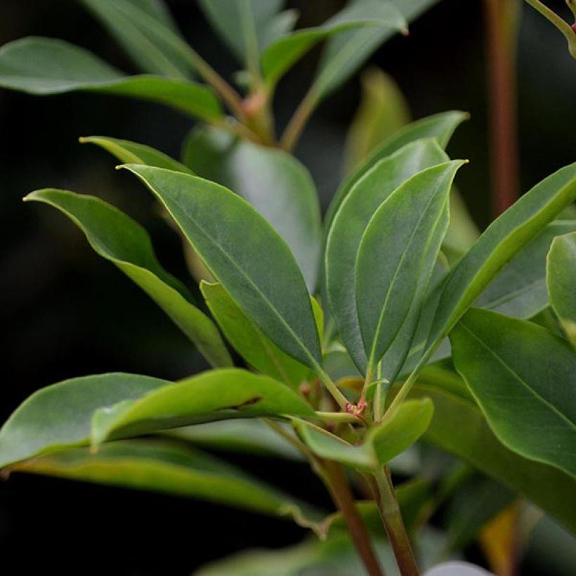 Kalmia latifolia Tad (Follaje)